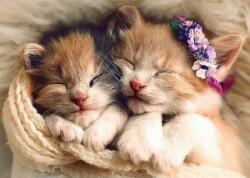 Trefl - Puzzle Sleeping cats - 500 piese