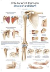 Erler Zimmer anatómiai poszter - Váll és könyök