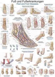 Erler Zimmer anatómiai poszter - Láb és boka