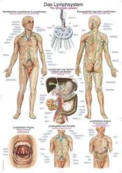 Erler Zimmer anatómiai poszter - Az emberi nyirokrendszer