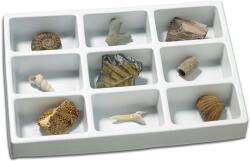 Educational Insights Kit paleontologie - Fosile (EI-5204)