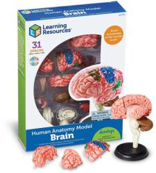 Learning Resources Macheta creierul uman (LER3335) - bestmag