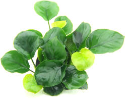 Dennerle Plants növény - Anubias barteri Coin Leaf (30466-44)