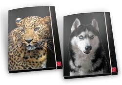 Pigna Gumis mappa A/4 PIGNA karton Animal (2299193)