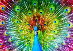 Enjoy - Puzzle Păun colorat - 1 000 piese Puzzle
