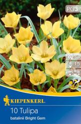 kiepenkerl Tulipa Bright Gem botanikai tulipán virághagymák