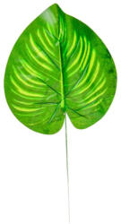  Diffenbachia levél 41 cm