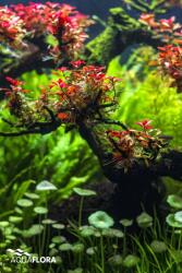 INVITAL Ludwigia sp. Super Red (IN-VITRO pohár Ø 7 cm)