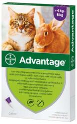 Advantage rácsepegtető oldat nagytestű macskáknak és nyulaknak (4-8 kg) A. U. V. 1x