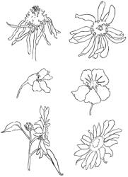 Transzparens pecsételők - réti virágok (szilikon pecsétek)