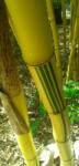  Zöld-sárga csíkos óriás bambusz - Phyllostachys vivax aureocaulis (vivax)
