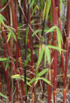  Vörös Bambusz - fargesia jiuzhaigou (jiuzhaigou)