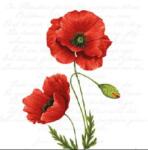  Szalvéta 1db 25x25cm Proud Poppy, Pompás pipacs (AMB.12516120)
