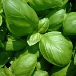 HORTI TOPS Seminte Plante aromatice BUSUIOC VERDE Horti Tops 1 g (HCTS00297)