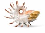 CollectA Figurina pictata manual Cooperoceras (COL88946XL) Figurina