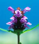 Közönséges gyíkfű (Prunella vulgaris) DEVA Európai virágeszencia