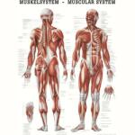  Anatómiai Plakát: Az Emberi Izomzat (Anatomische Poster Das Muskelsystem des Menschen) (SGY-51010001-XX) - duoker