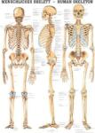 Anatómiai Mini-Plakát: Az Emberi Csontváz (Das menschliche Skelett) (SGY-51130003-XX)
