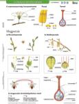  A virágos növény részei + munkaoldal tanulói munkalap- Componentele plantelor cu flori fișă de studiu și de lucru