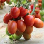 Syngenta Seminte de tomate Bacalar F1, 500 seminte SYNGENTA (HCTG00450)