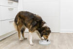 TRIXIE - Bol de mâncare pentru câini pentru încetinirea mâncării