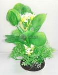 Plantă de acvariu cu frunze verzi mari, cu flori mici albe și verzi (12 cm)