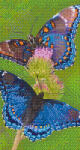 Pixelhobby 806160 Pillangók szett 6 alaplapos (20, 3x38, 1 cm) (806160)