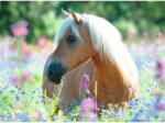 Ravensburger Puzzle Calut Pe Camp De Flori, 300 Piese - RVSPC13294 (RVSPC13294) Puzzle