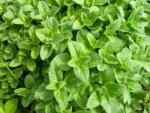  Oregánó - Oreganum vulgare 'Margeritha' - Konténeres