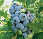 Áfonya Bluecrop áfonyatő (afonya2)