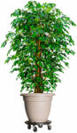 vidaXL Cărucioare de plante cu roți 5 buc. negru diametru 40 cm 275 kg (3143920)
