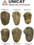  Fosil Trilobit (Artropode) Natural Brut - 53-62 x 34-42 x 14-23 mm - 1 Buc
