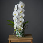 ImodFlowers Orhidee Phalaenopsis Formidablo Alba
