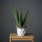 ImodFlowers Planta Aloe Vera