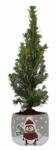  Picea Glauca cukorsüvegfenyõ 6 cm cserépben, pingvines kerámia kaspóban kb. 25 cm magas