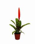  Vriesea Era 5 cm-es cserépben kb. 20 cm magas