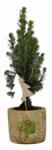  Picea Glauca cukorsüvegfenyõ 6 cm cserépben, kerámia kaspóban kb. 25 cm magas