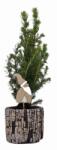 Picea Glauca cukorsüvegfenyõ 6 cm cserépben, fatörzses kerámia kaspóban kb. 25 cm magas
