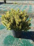  EUONYMUS PULCH. AUREOVARIEGATUS CLT. 3 Kislevelű törpe kecskerágó