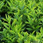  EUONYMUS PULCH. ARGENTEOVARIEGATUS CLT. 3 Kislevelű törpe kecskerágó