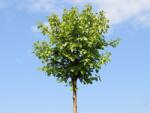  Gömbnyír Betula Pendula 'Magical G. ' törzses CLT18