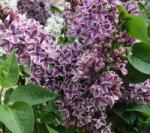  SYRINGA VULGARIS SENSATION CLT. 15 80/100 Orgona