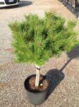  Magastörzsű törpefenyõ Pinus Mugo 'Benjamin' Lv9 mini törzses