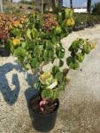  Cornus florida 'Red Sunset' CLT10 som