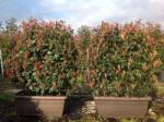  Vörös korallberkenye Photinia Ser. 'Red Robin' Láda