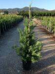  Cupressocyparis Leylandii Leyland ciprus CLT12-es cserépben 125/150 cm