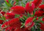  CALLISTEMON LAEVIS LV 14 HALF STANDARD Vörös mini kasvirág (R)