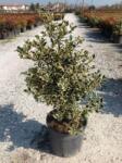  Magastörzsű tarkalevelű magyal Ilex Aquifolium 'Variegatum' CLT15 törzses