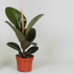  Ficus el robusta 12 cm-es cserépben, kb. 40 cm magas