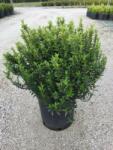  Kislevelű törpe kecskerágó Euonymus Pulchellus CLT5